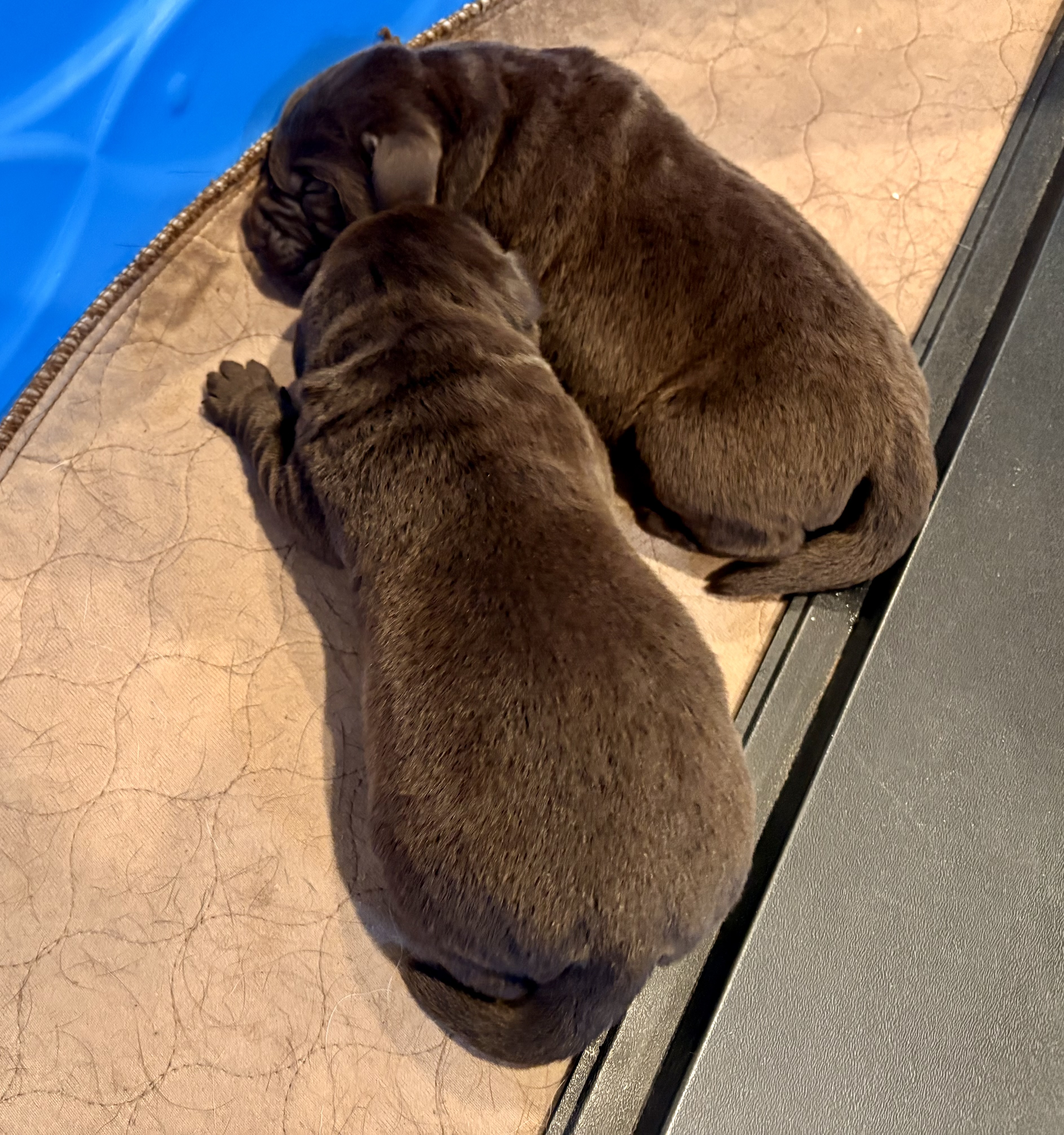 litter pic 1