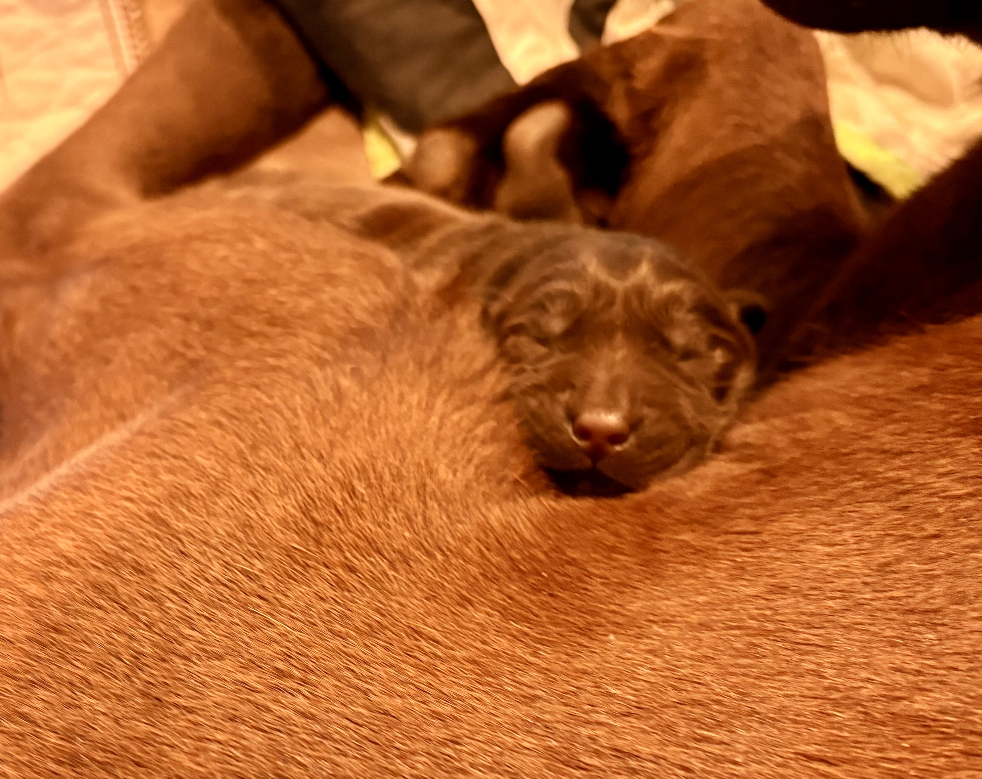 litter pic 2