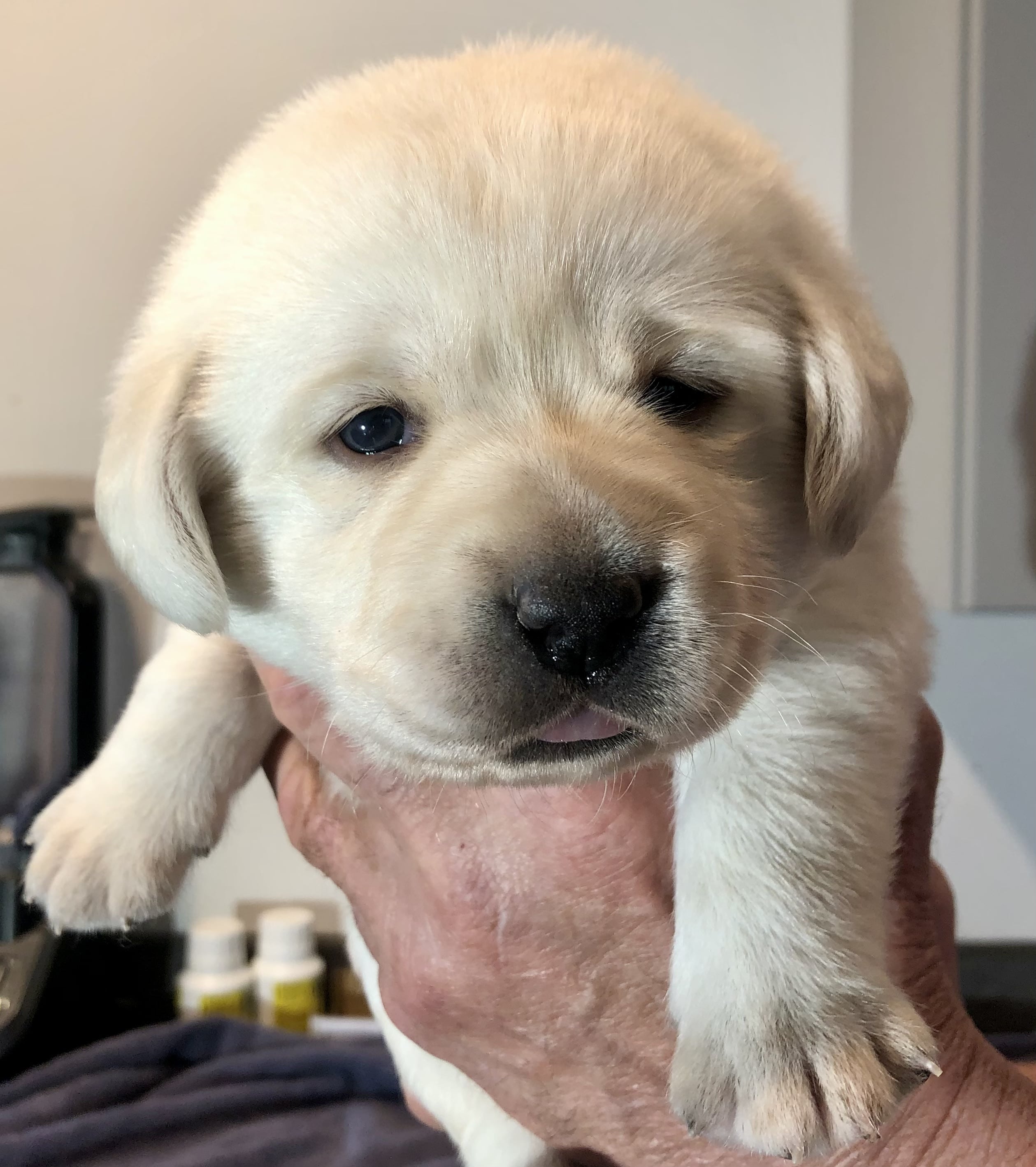 biscuit3-min.jpg